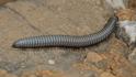 Ommatoilus rutilans (Rutilans Millipede).jpg